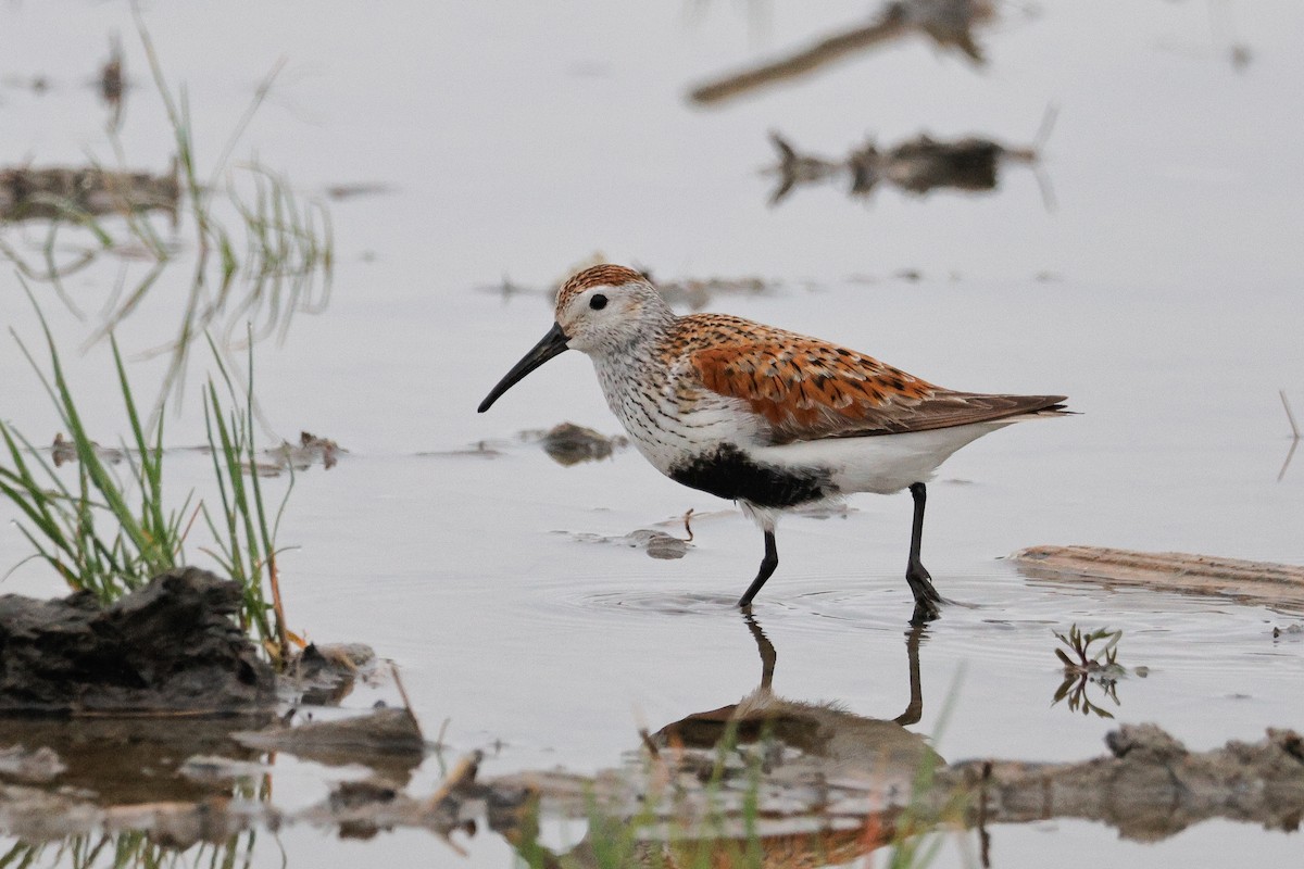 Dunlin - ML620555075