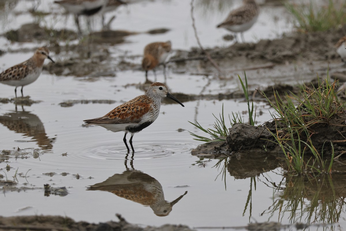 Dunlin - ML620555077