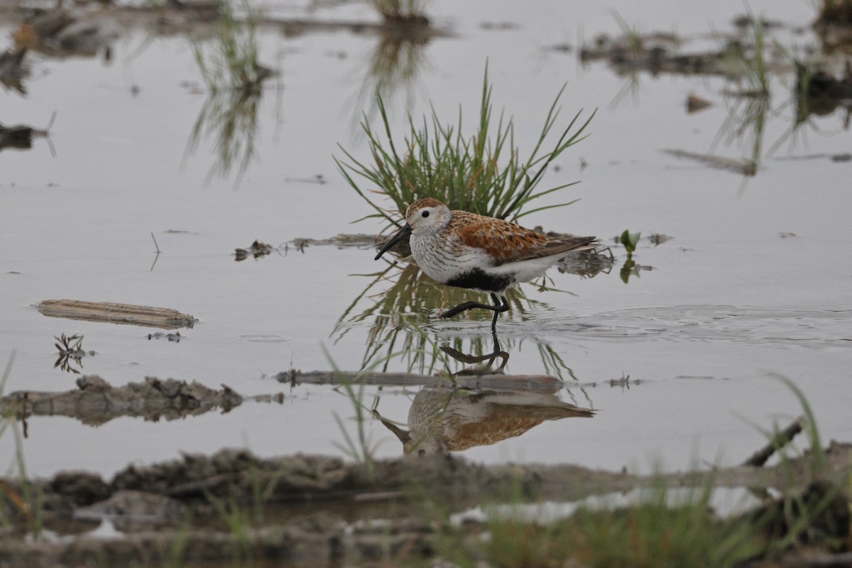 Dunlin - ML620555078