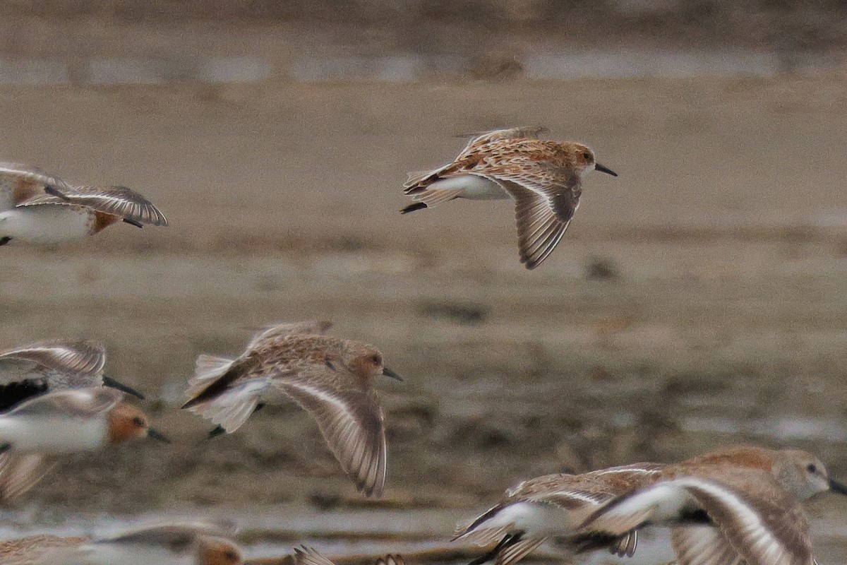 Little Stint - ML620555090