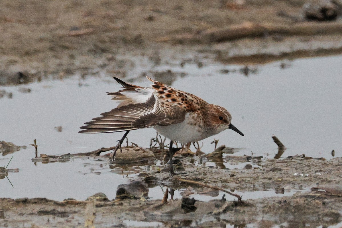 Little Stint - ML620555091