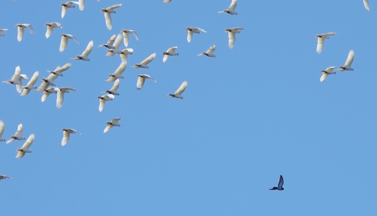 Cacatoès corella - ML620555117