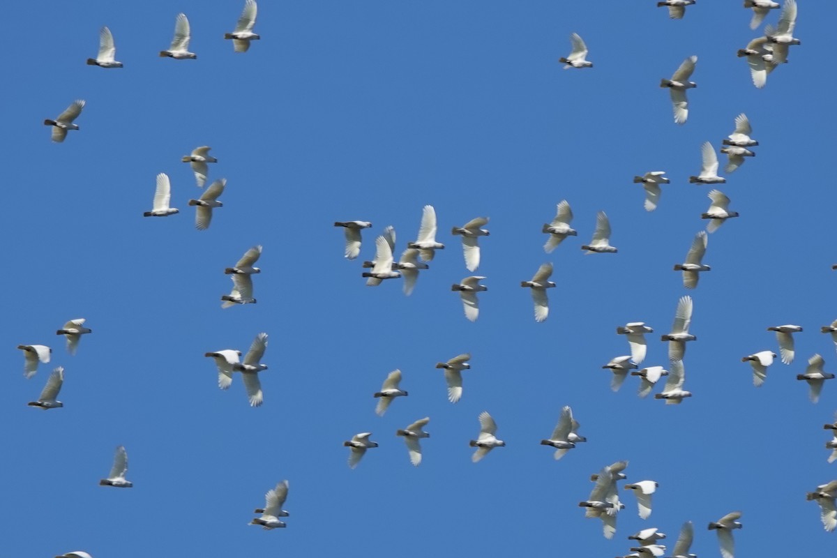 Cacatoès corella - ML620555118