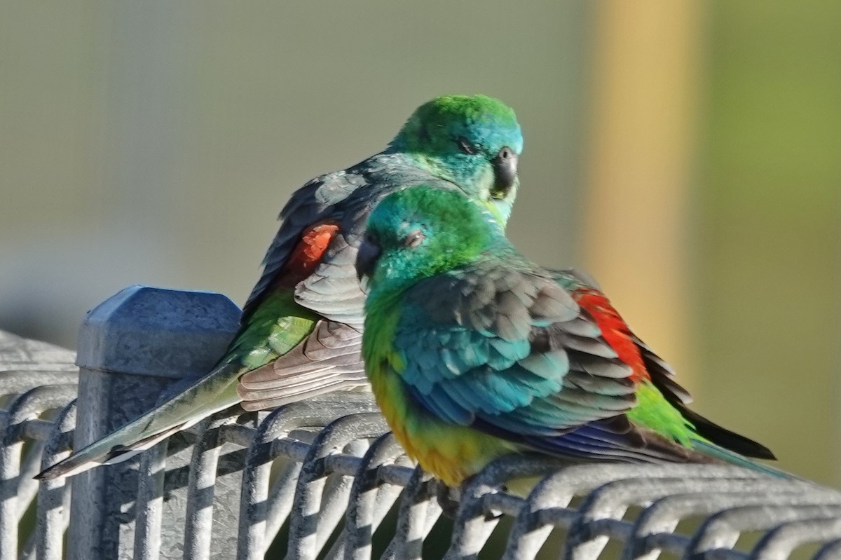 Red-rumped Parrot - ML620555131
