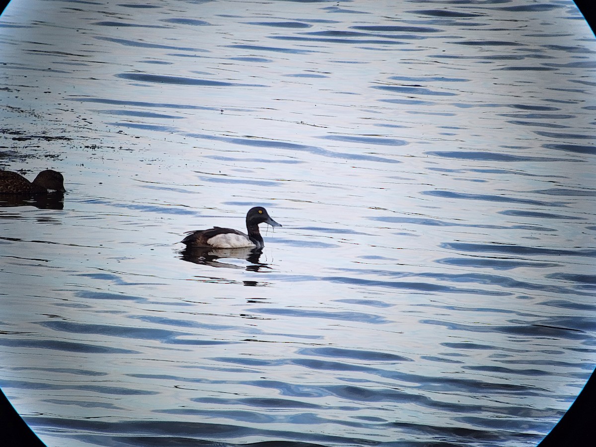 Greater Scaup - ML620555139