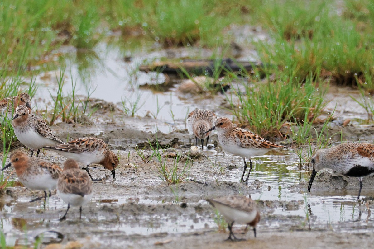 Little Stint - ML620555147