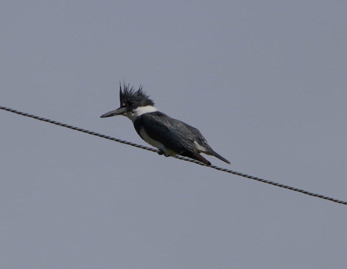 Belted Kingfisher - ML620555158
