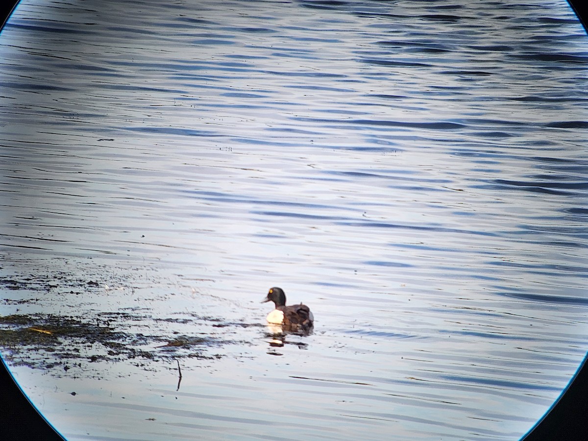 Greater Scaup - ML620555163