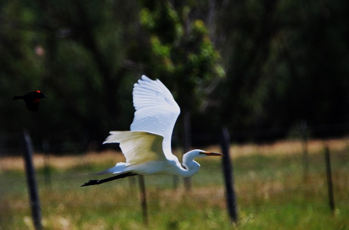 Great Egret - ML620555173