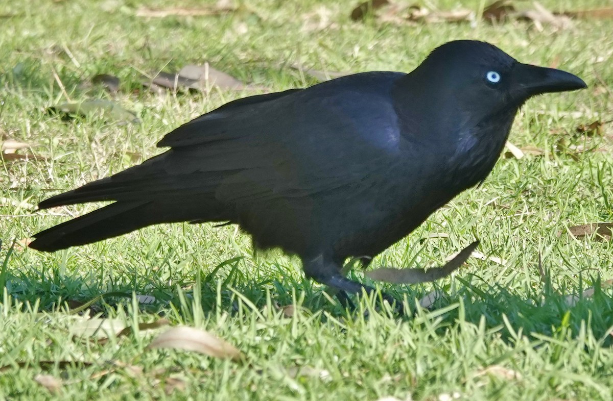 Australian Raven - ML620555174