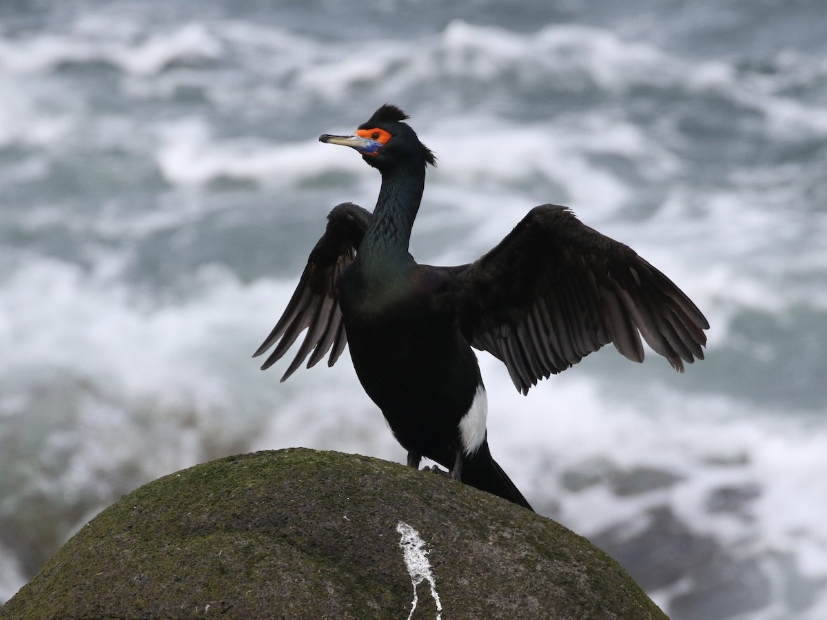 Red-faced Cormorant - ML620555176