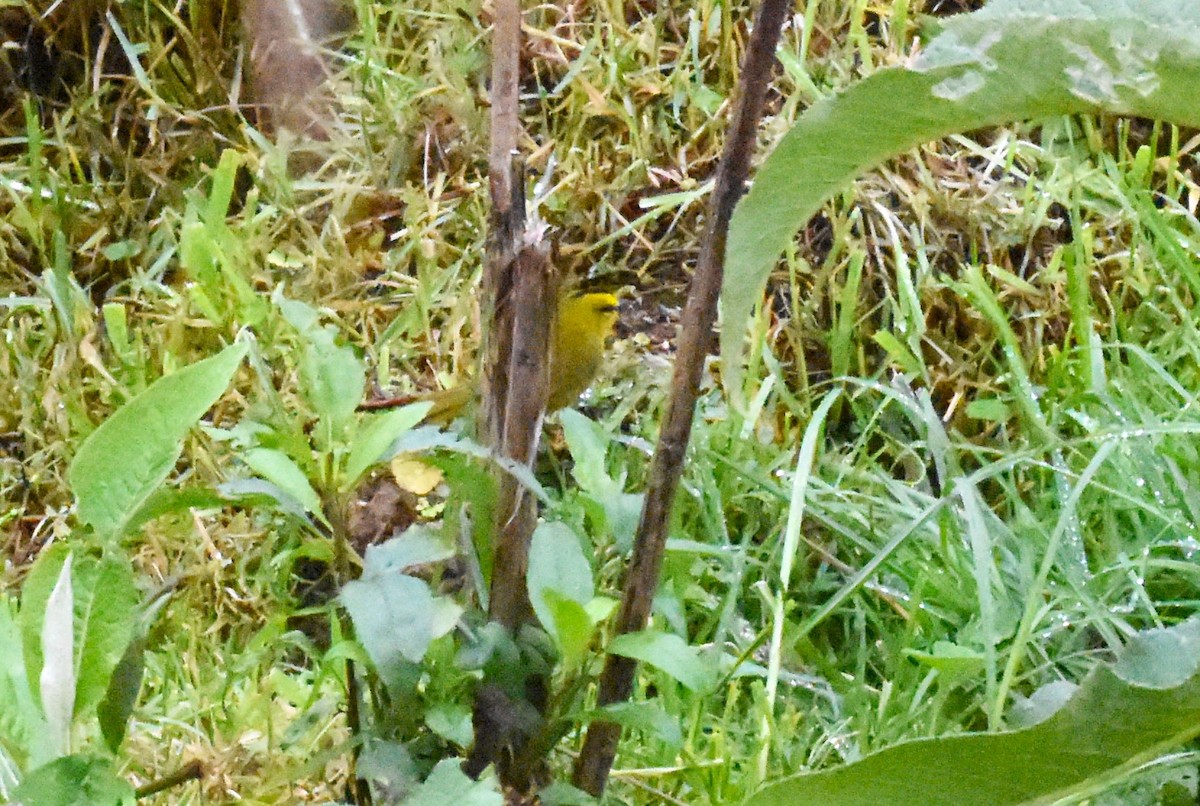 Black-crested Warbler - ML620555179