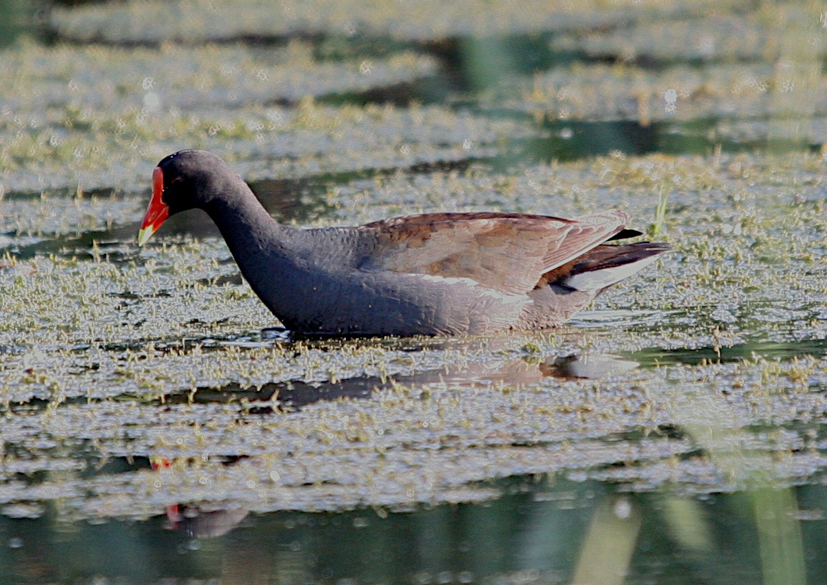 Common Gallinule - ML620555180