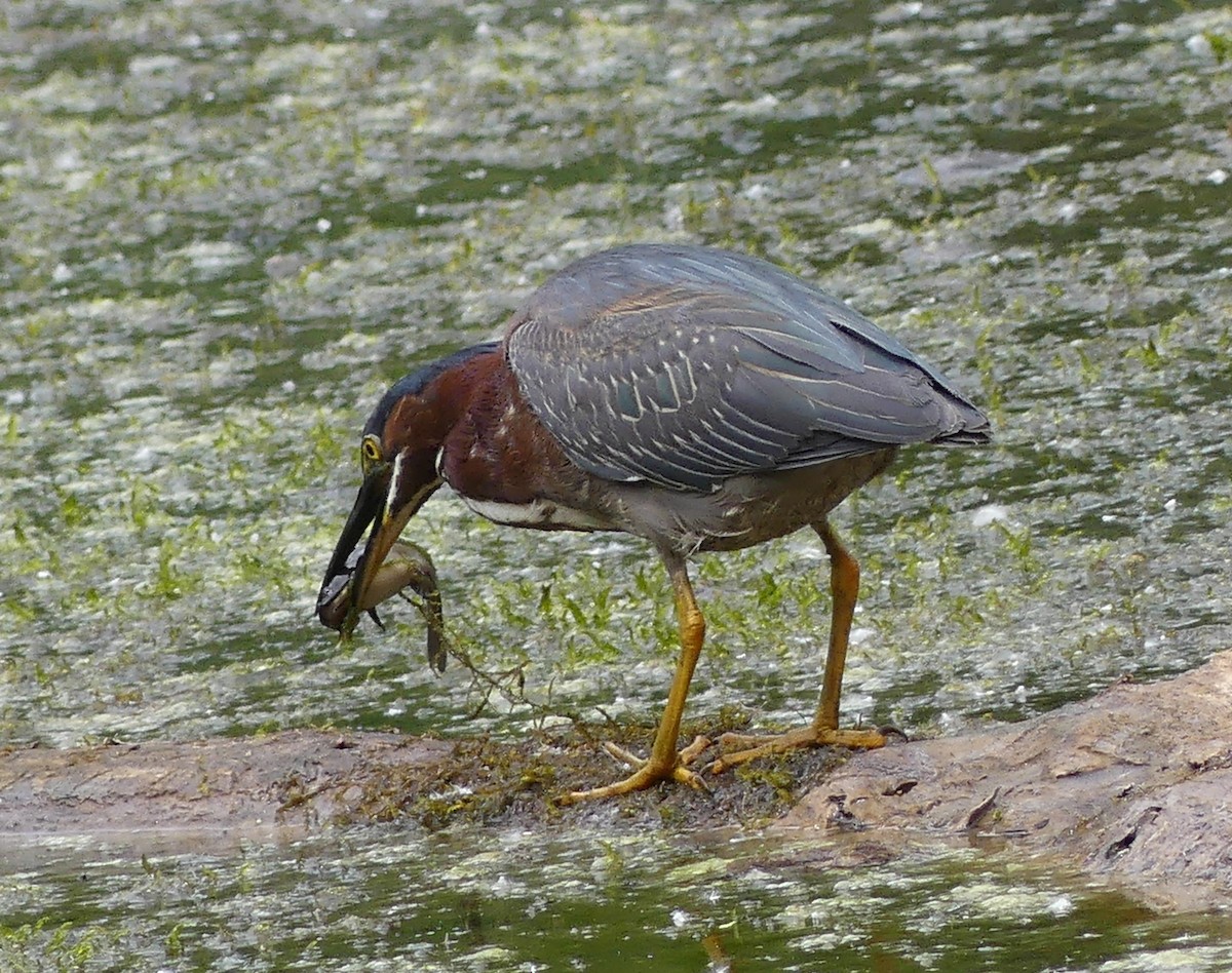 Green Heron - ML620555191