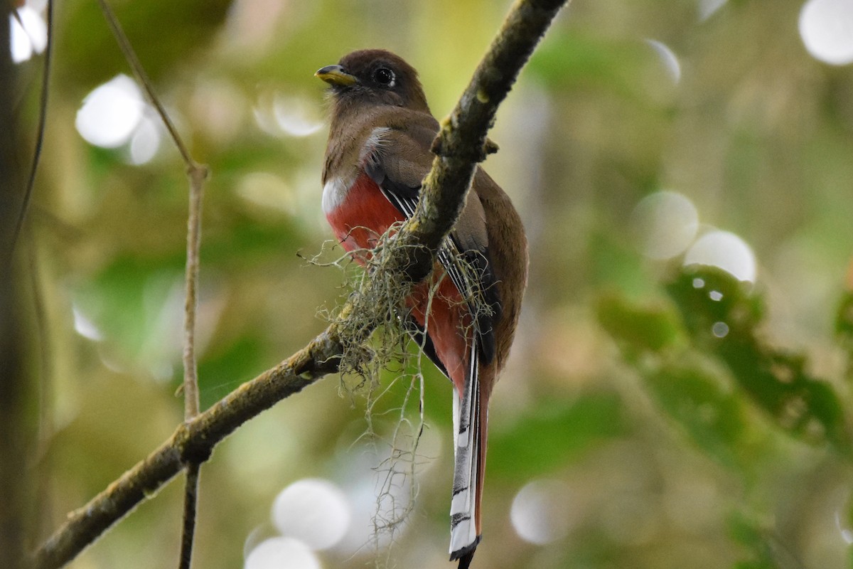 Trogon rosalba - ML620555193