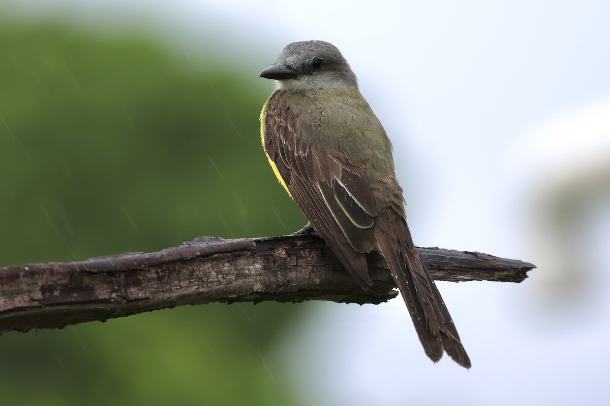 Tropical Kingbird - ML620555194