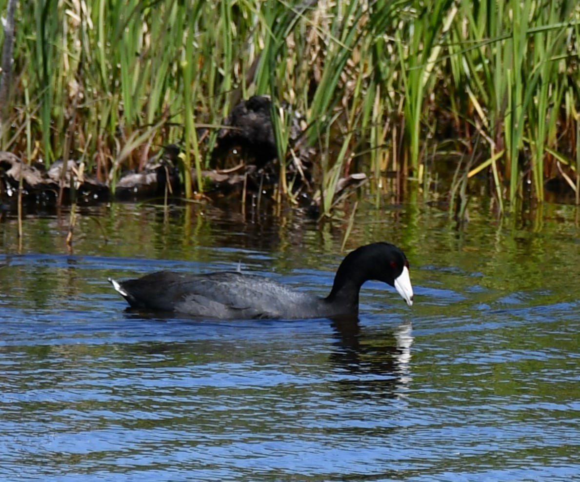 American Coot - ML620555197