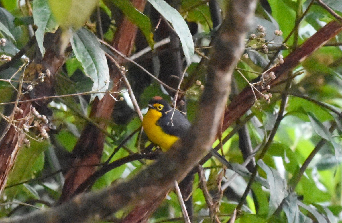 Spectacled Redstart - ML620555198