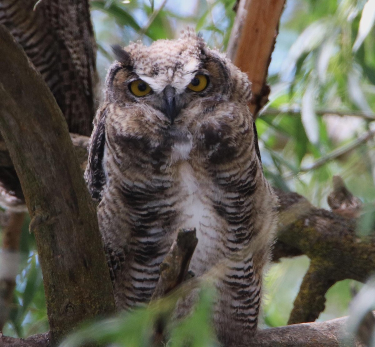 Great Horned Owl - ML620555203
