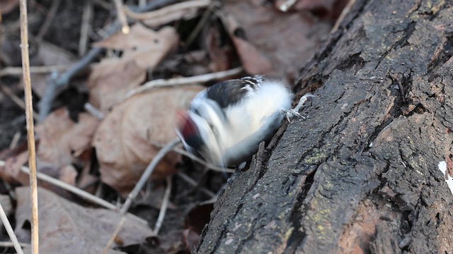 Downy Woodpecker - ML620555214