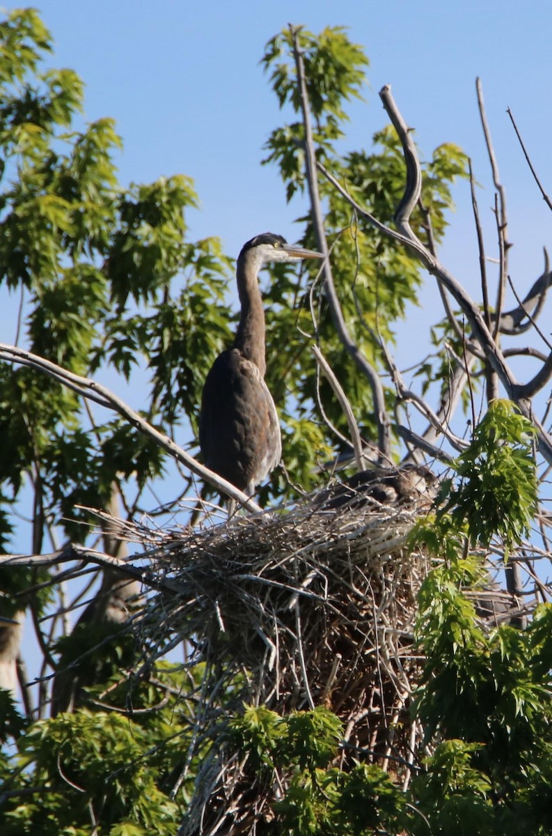 Great Blue Heron - ML620555241