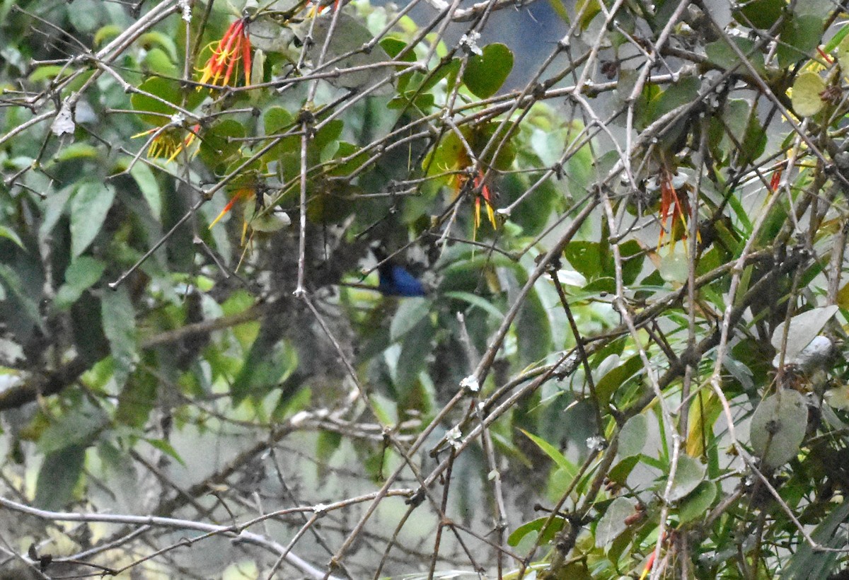 Blue-and-black Tanager (Blue-and-black) - ML620555246