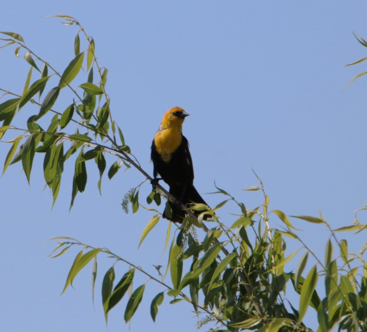Yellow-headed Blackbird - ML620555251