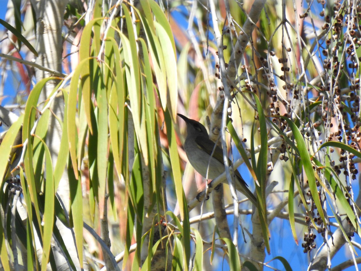 Brown Honeyeater - ML620555253