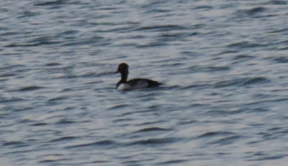 Ring-necked Duck - ML620555254