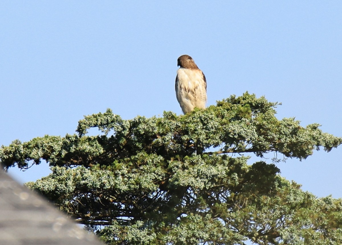 Red-tailed Hawk - ML620555257