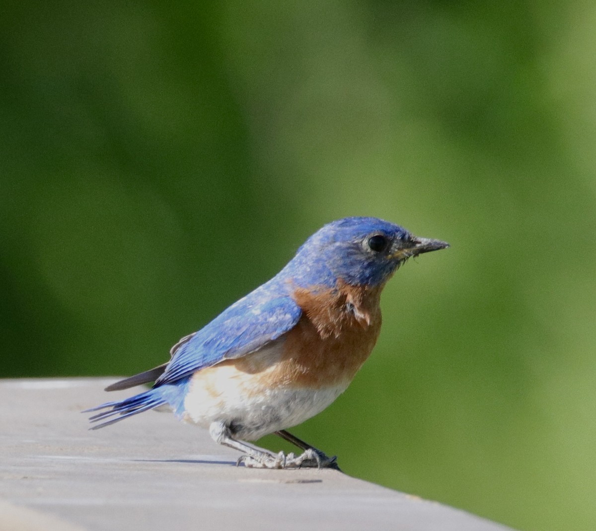 Eastern Bluebird - ML620555265