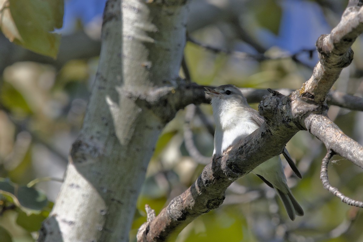 Warbling Vireo - ML620555296