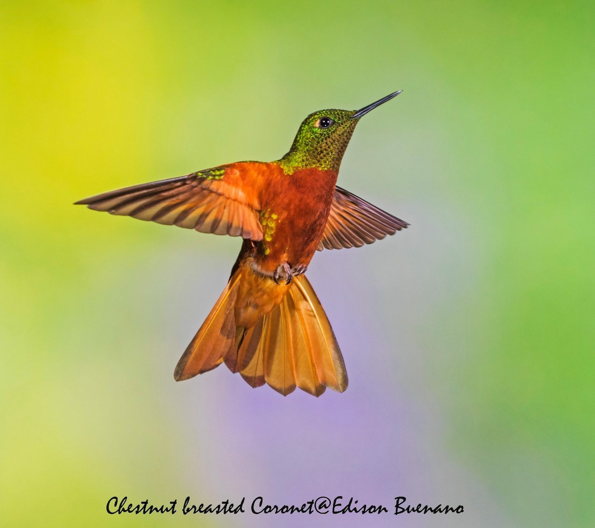 Colibrí Pechirrojo - ML620555307