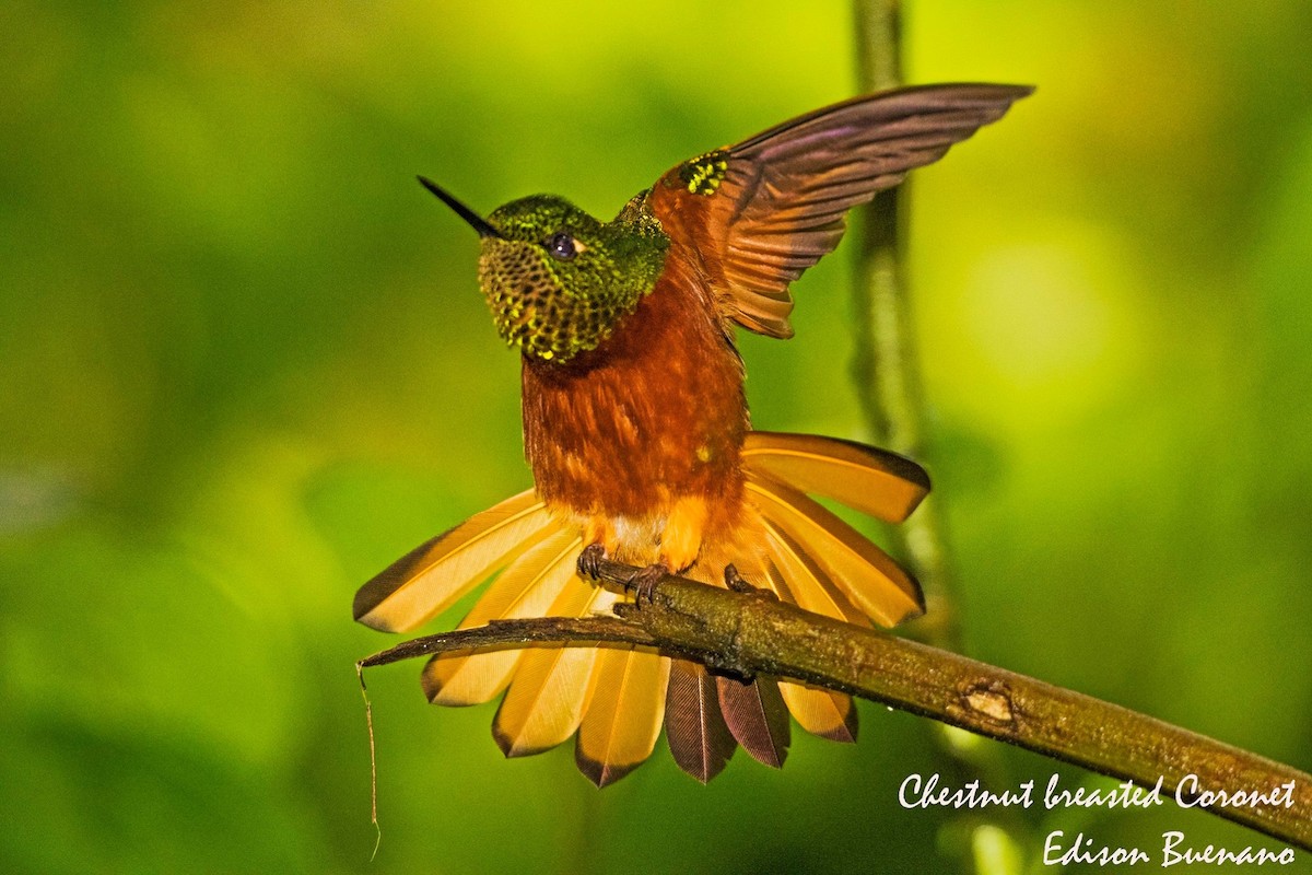 Chestnut-breasted Coronet - ML620555308