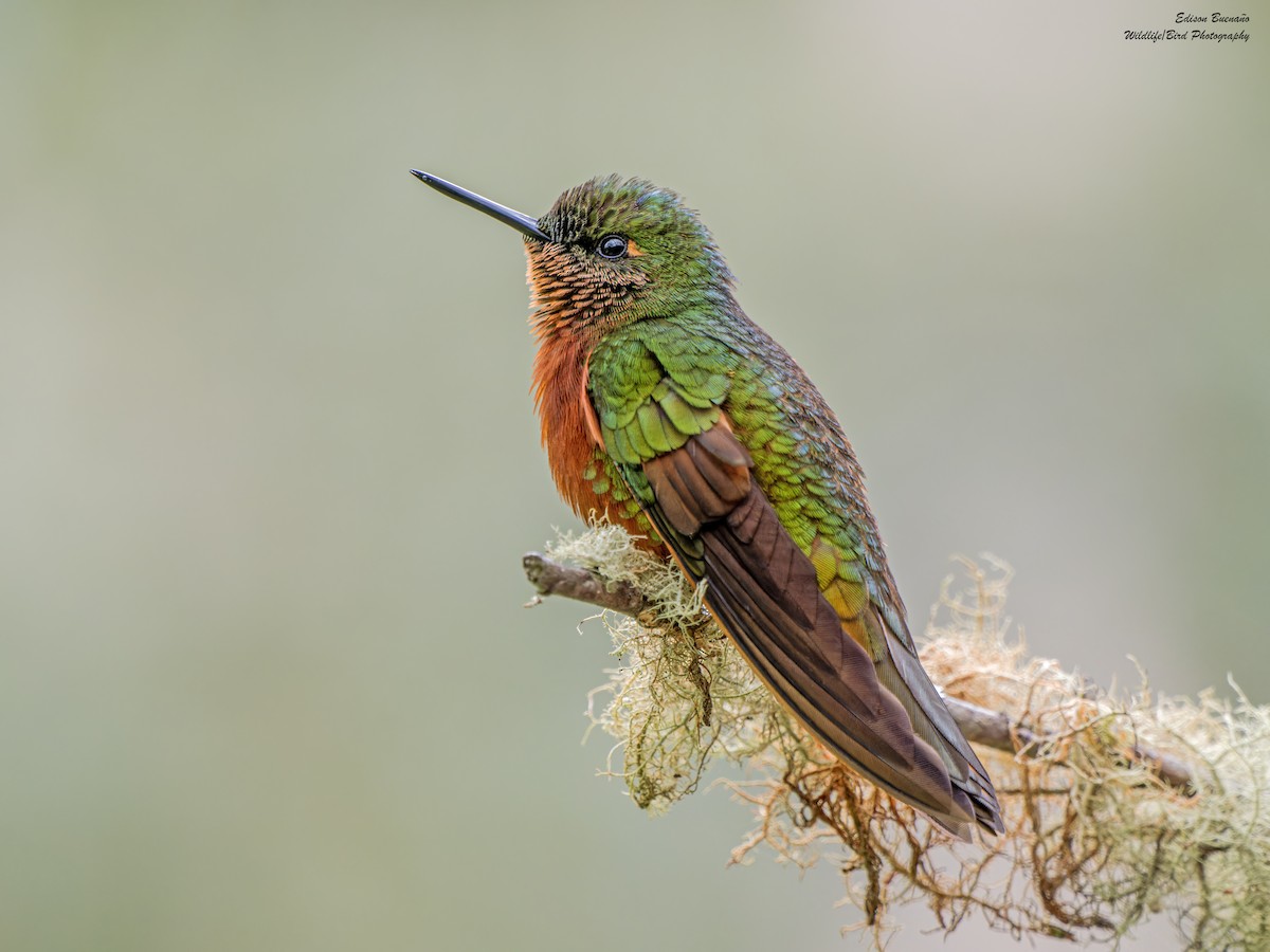 Chestnut-breasted Coronet - ML620555309