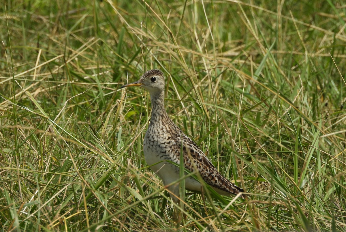 Upland Sandpiper - ML620555318