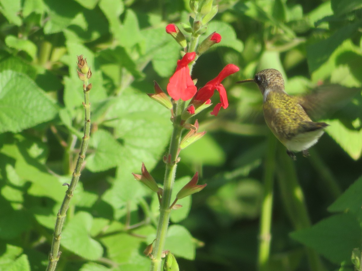 Black-chinned Hummingbird - ML620555330