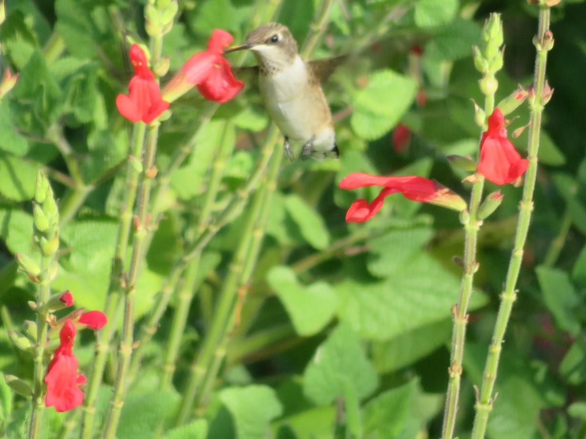 Black-chinned Hummingbird - Paul Sellin