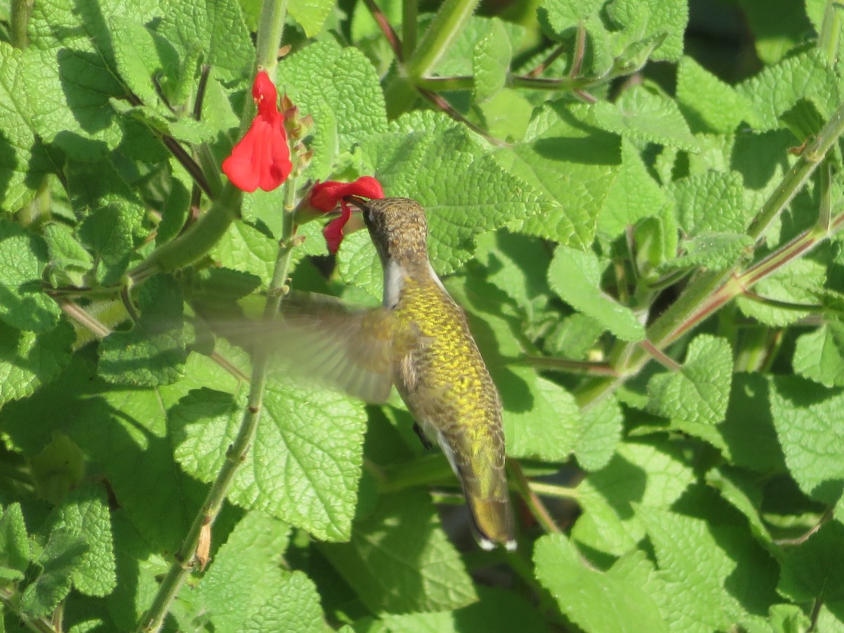 Black-chinned Hummingbird - ML620555333