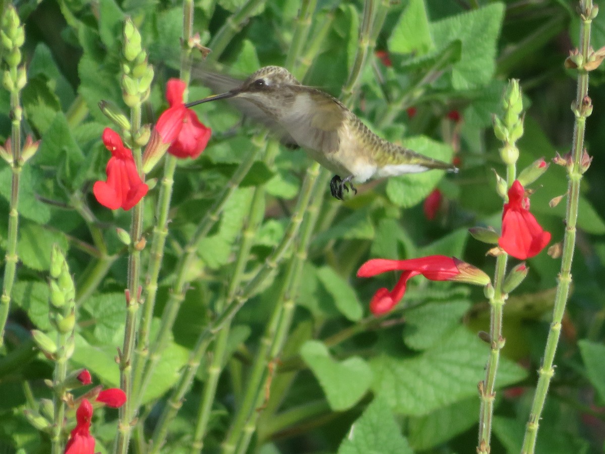 Black-chinned Hummingbird - ML620555334