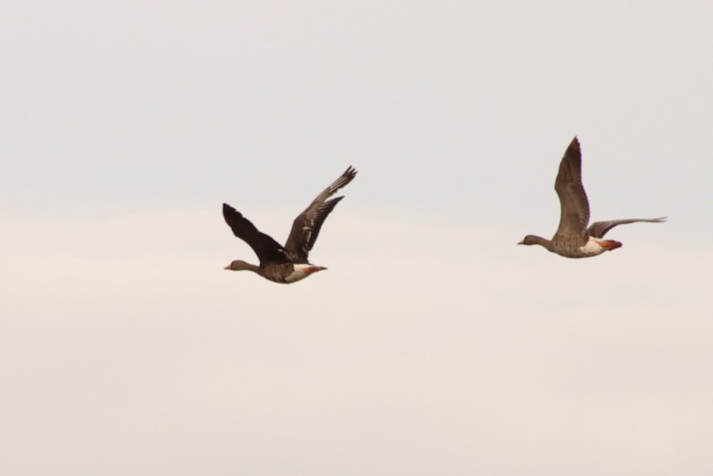 Greater White-fronted Goose - ML620555347