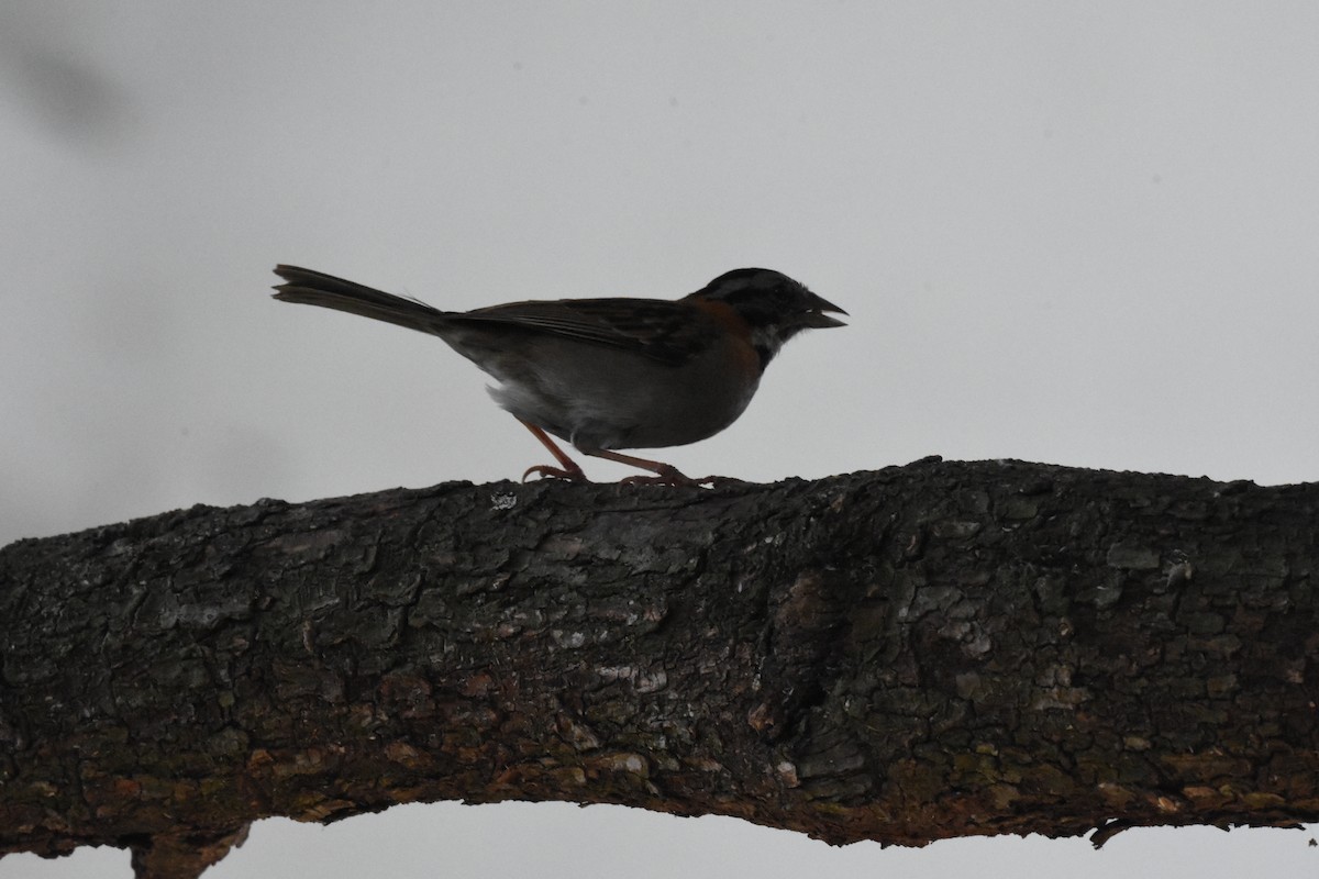 Rufous-collared Sparrow - ML620555351