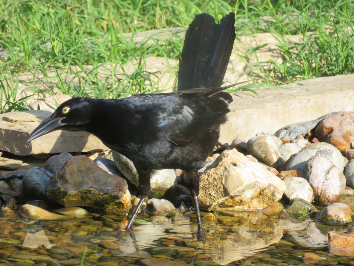 Great-tailed Grackle - ML620555358