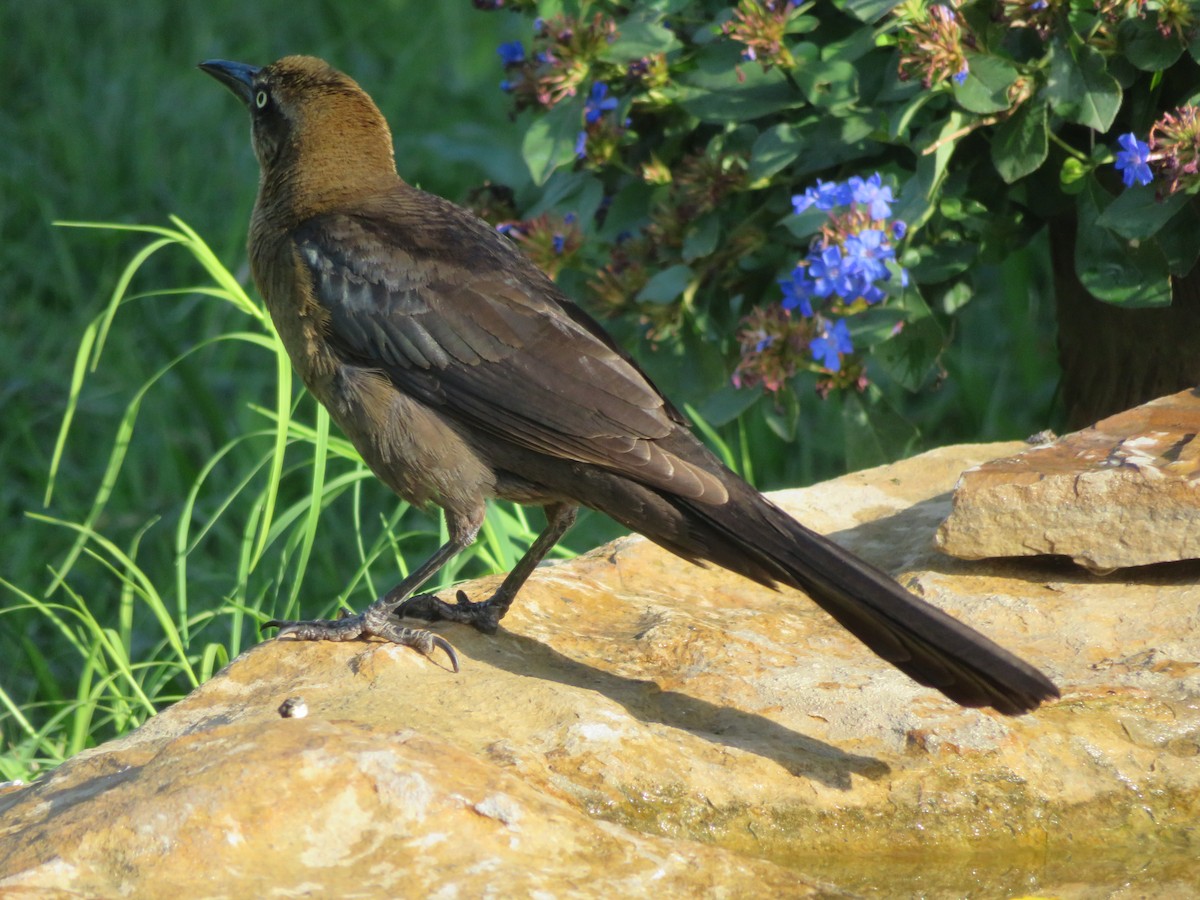 Great-tailed Grackle - ML620555360