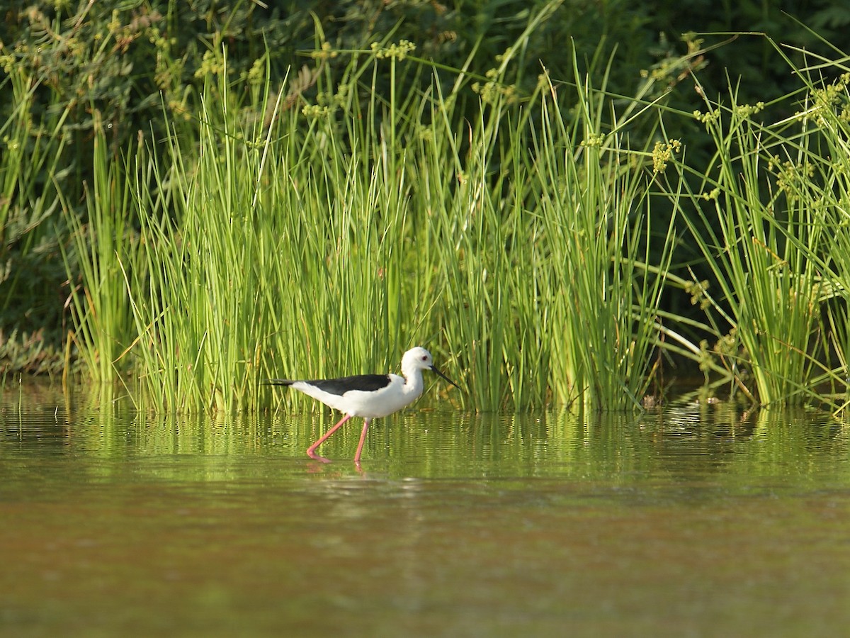 Black-winged Stilt - ML620555377