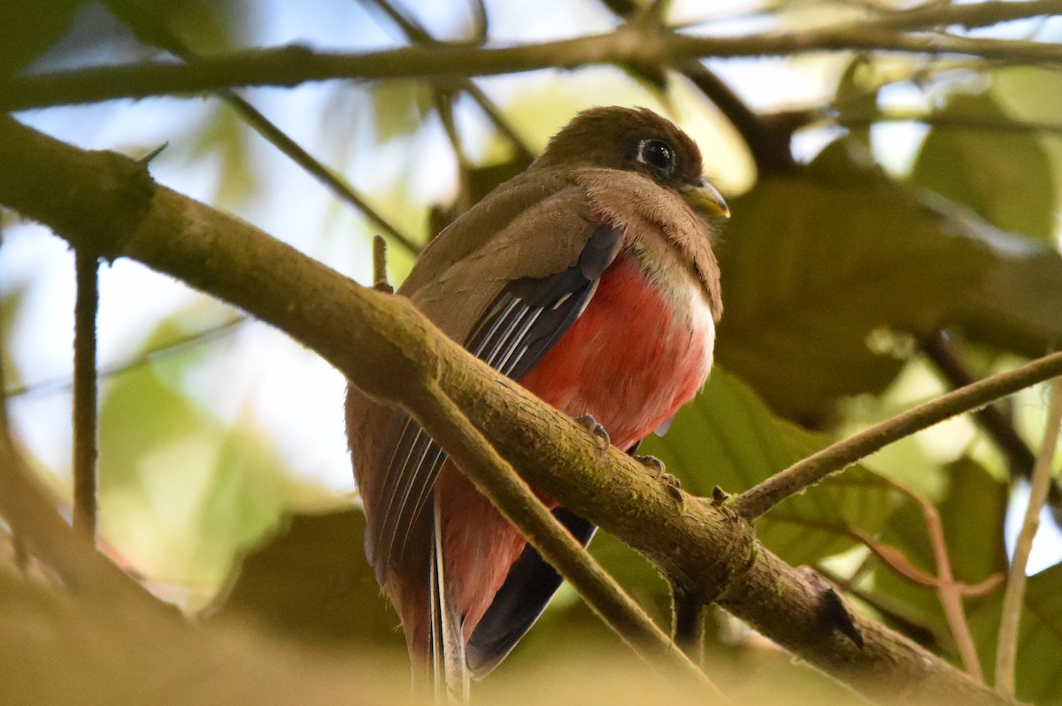 trogon límcový - ML620555398