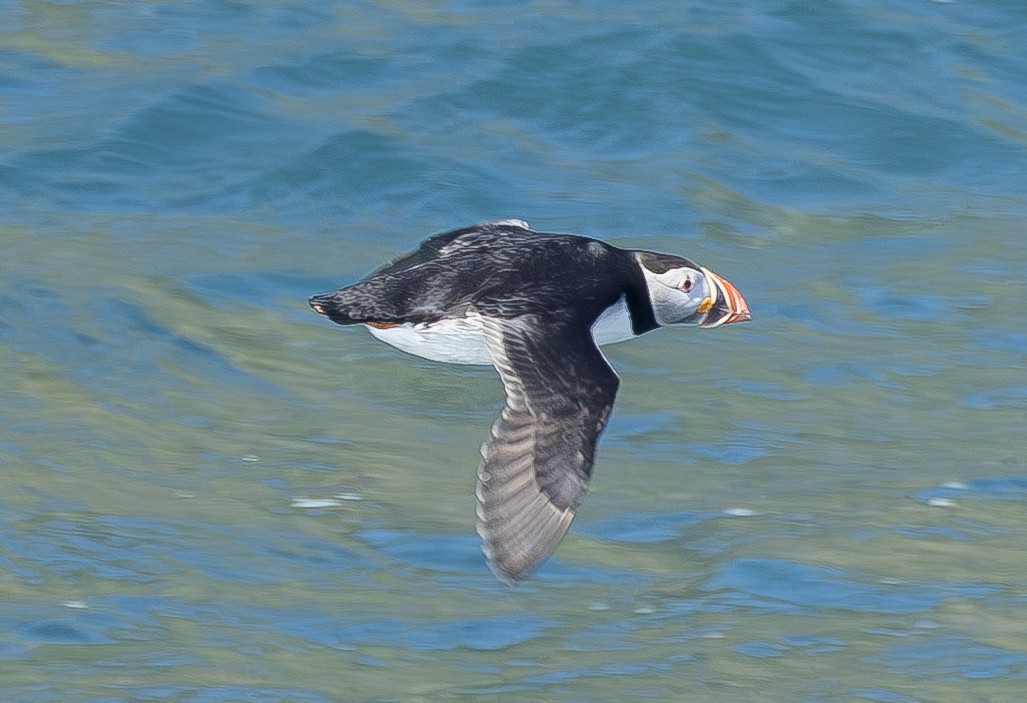 Atlantic Puffin - ML620555404