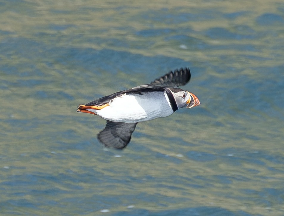 Atlantic Puffin - ML620555405