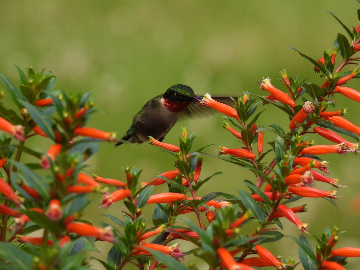 Ruby-throated Hummingbird - ML620555411