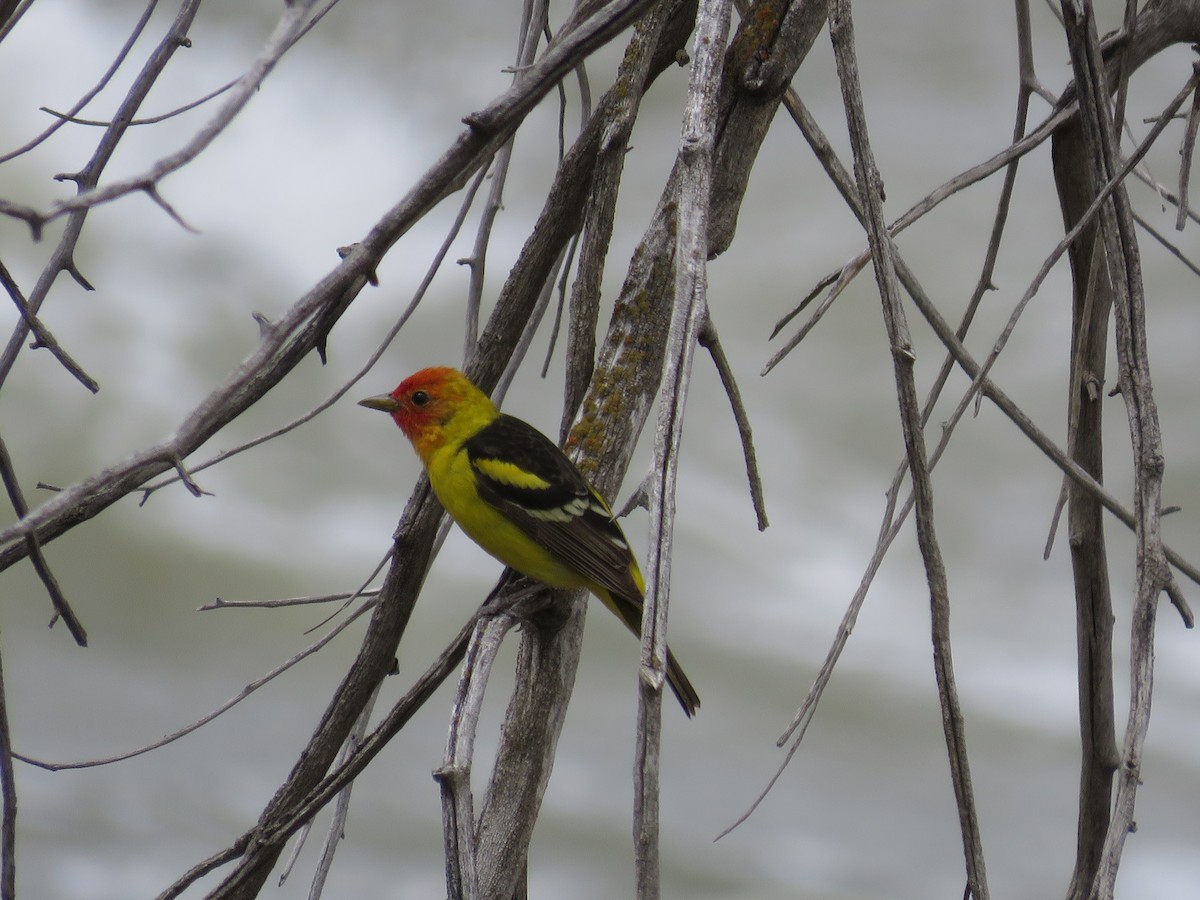 Western Tanager - ML620555415